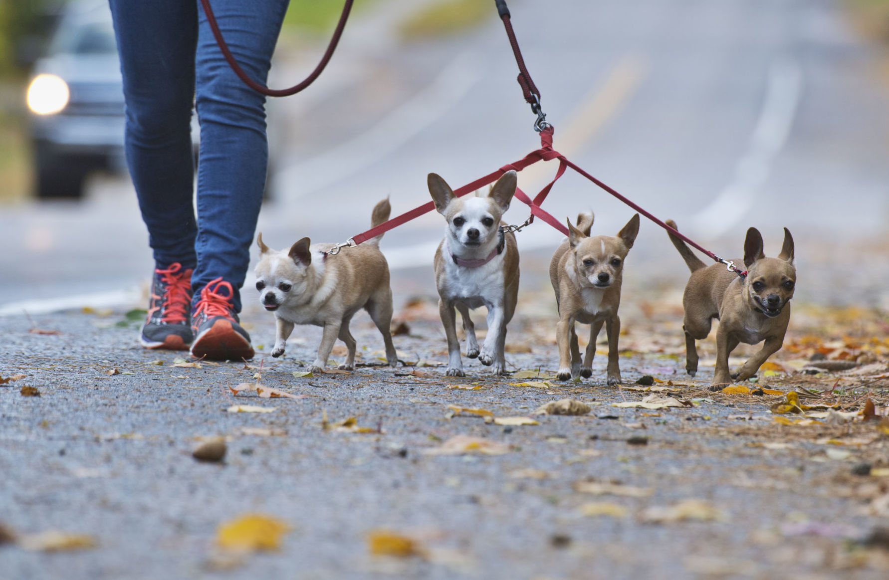 1025_wds_4 Dog Walk_cl.jpg